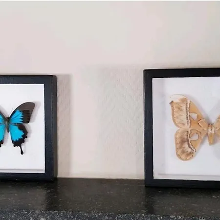 Charmante Maison Lumineuse Au Coeur De Liege! * Ans